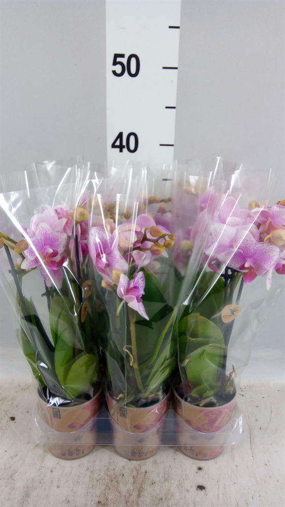 Phalaenopsis Anthura Rotterdam 9Ø 40cm 3st