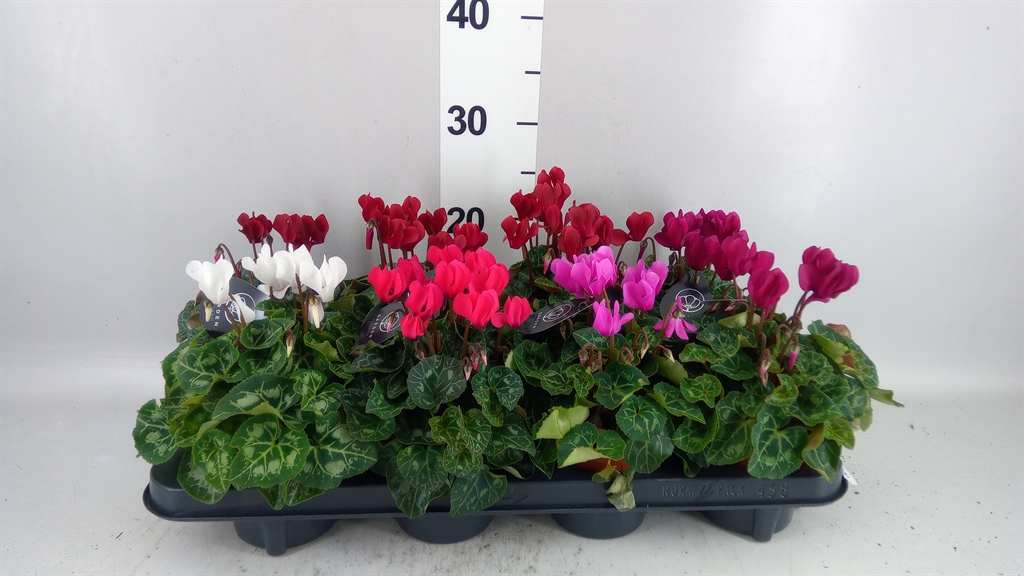 Cyclamen Mini Garden 10Ø 25cm