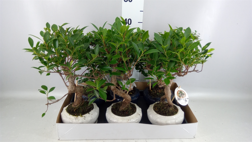 Bonsai Mix 17Ø 35cm