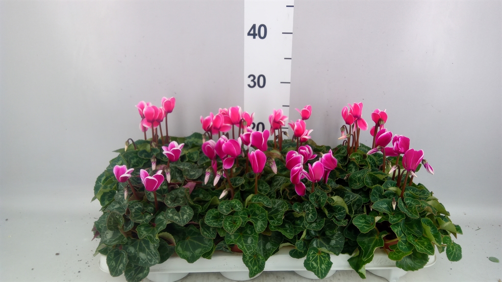 Cyclamen Super Serie Compact Fuji 10Ø 25cm