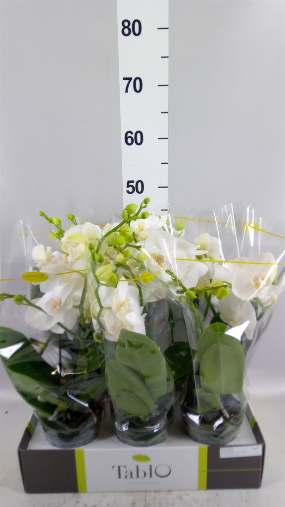 Phalaenopsis White 2 Stem 12Ø 40cm