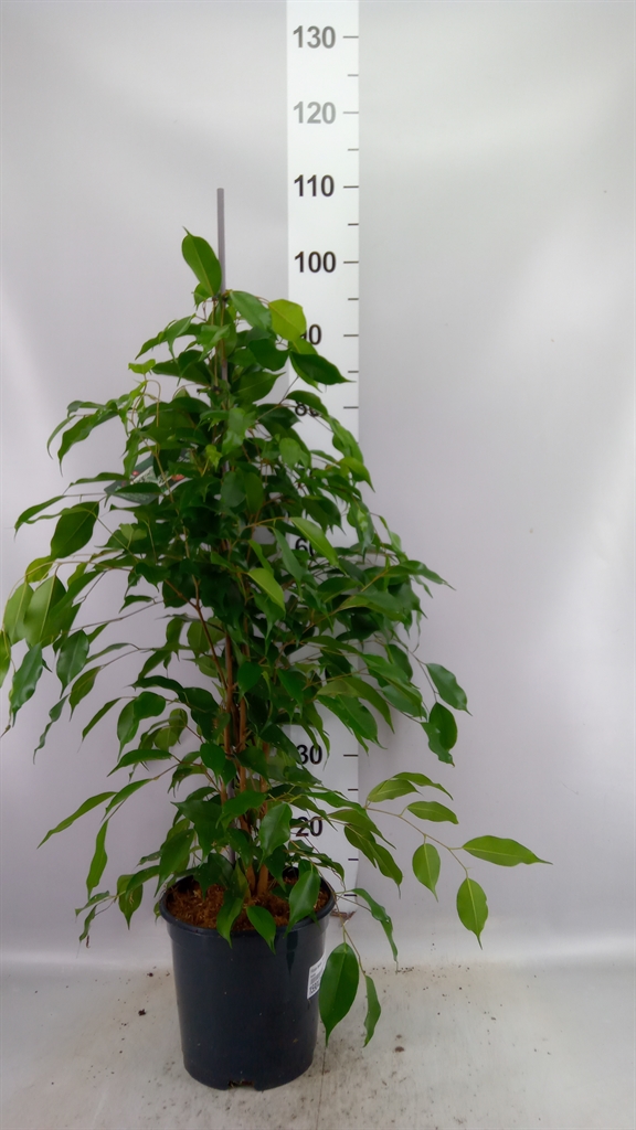 Ficus Benjamina Exotica 21Ø 105cm