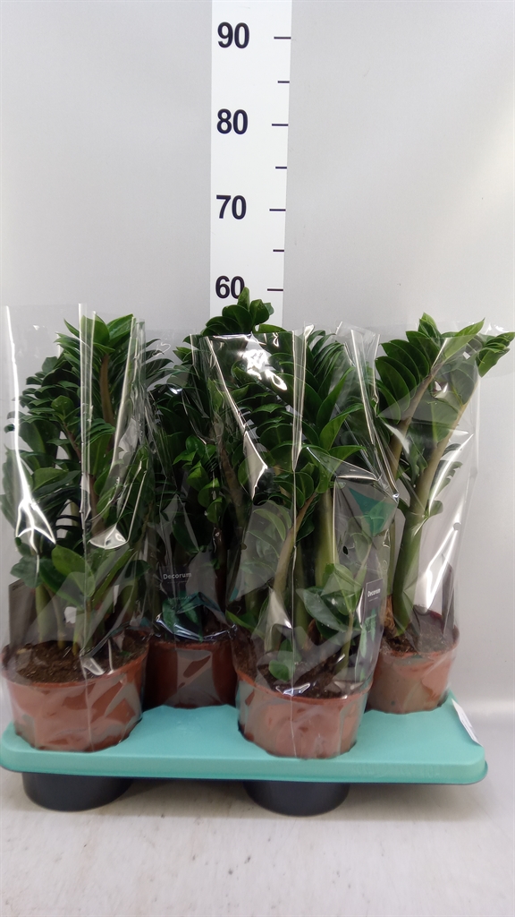 Zamioculcas Zenzi 17Ø 55cm