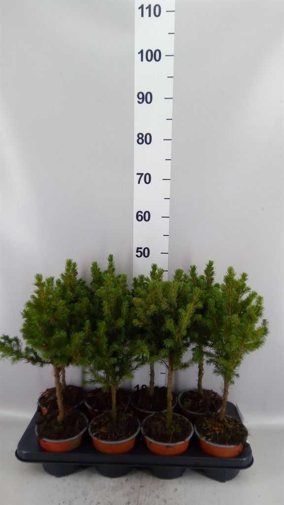 Picea Glauca Conica 13Ø 45cm