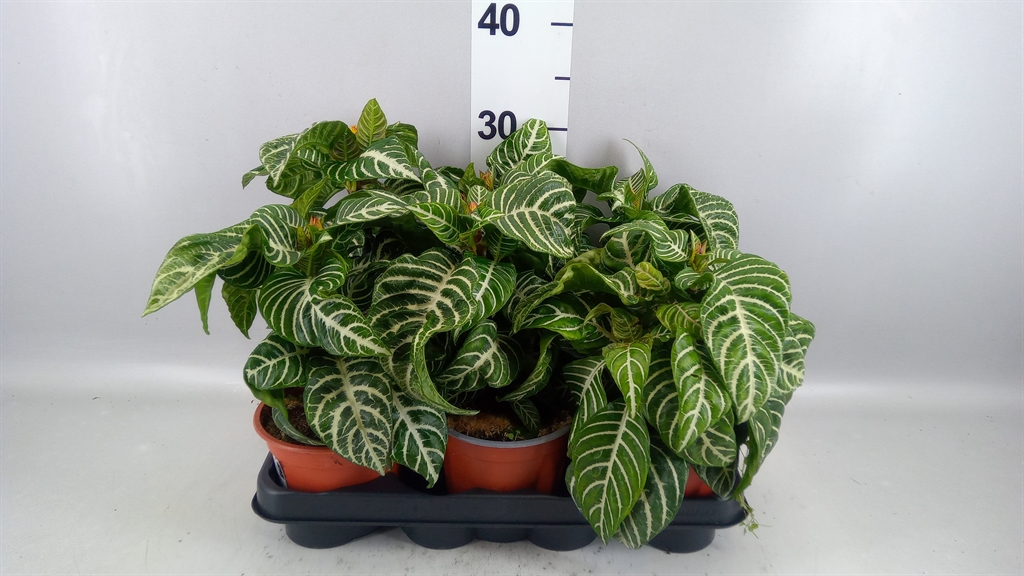 Aphelandra Squarrosa Dania 13Ø 30cm