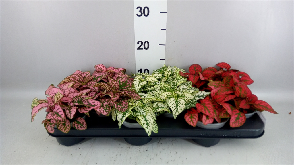 Hypoestes Mix 10Ø 17cm