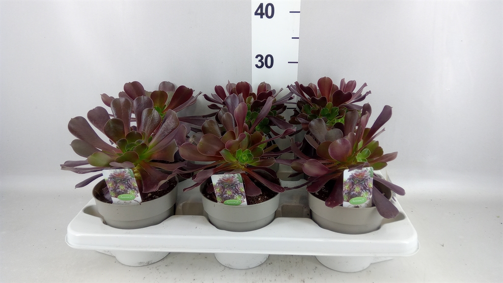 Aeonium Arboreum 14Ø 38cm