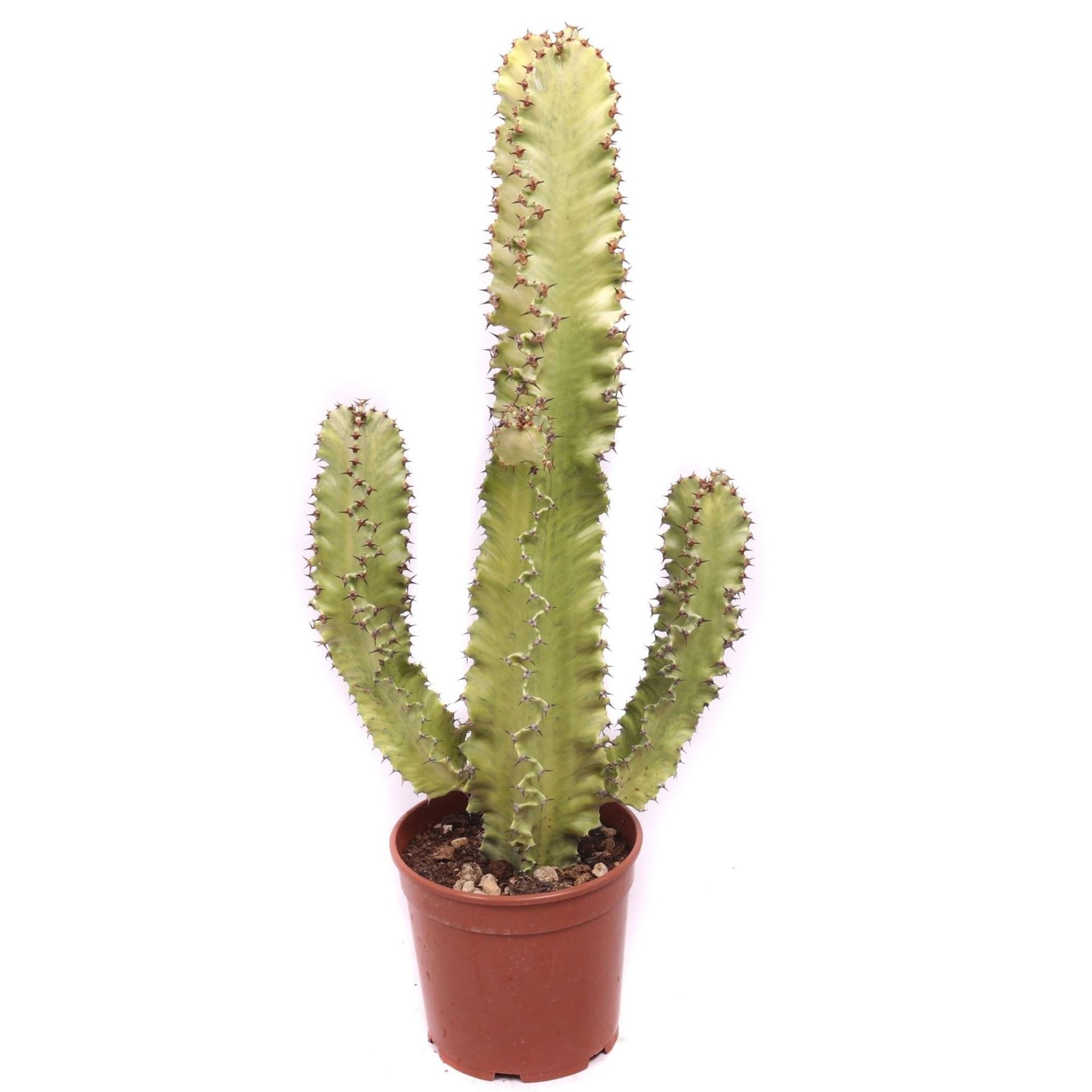 Euphorbia Ingens 21Ø 70cm