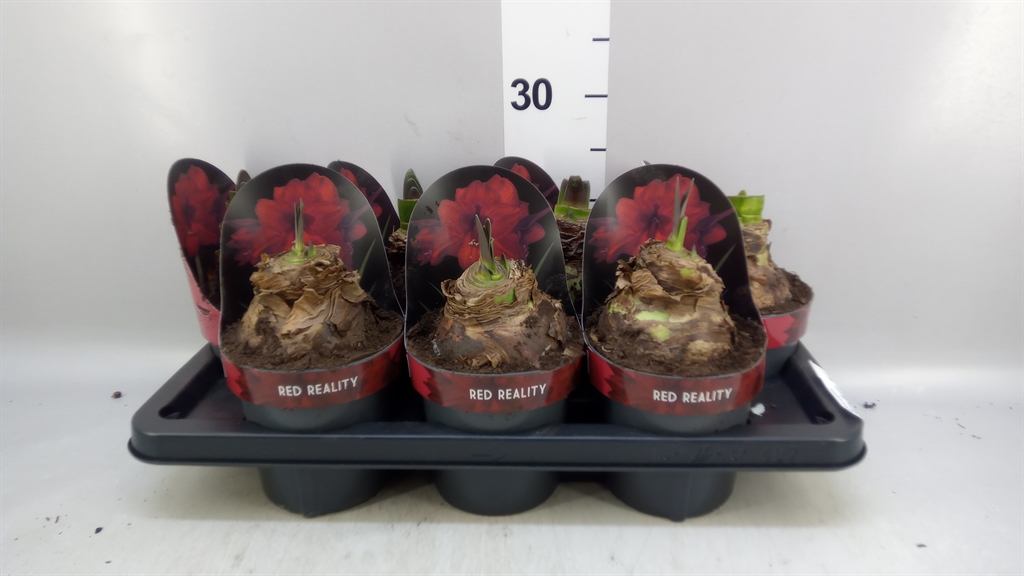 Hippeastrum Red Reality 14Ø 25cm