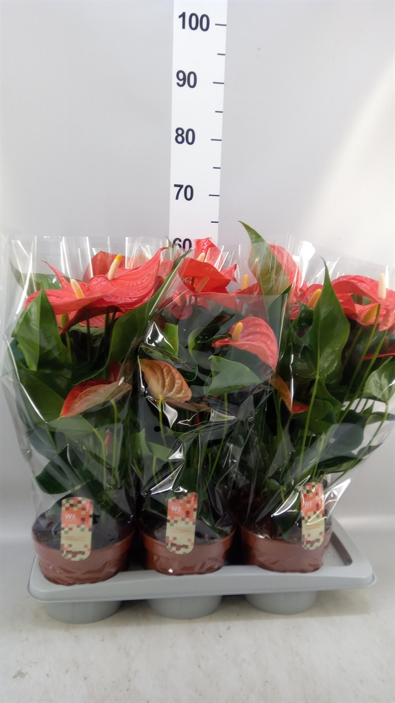 Anthurium Florida 17Ø 60cm