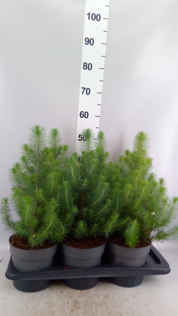 Pinus Silver Crest 17Ø 55cm