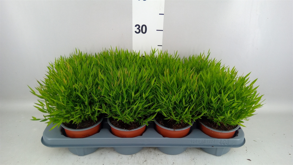 Pogonatherum Monica 12Ø 25cm
