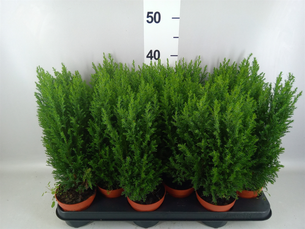 Chamaecyparis Ellwoodii 11Ø 40cm