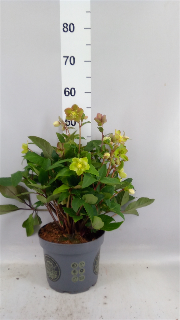 Helleborus Beauty Princess 21Ø 50cm