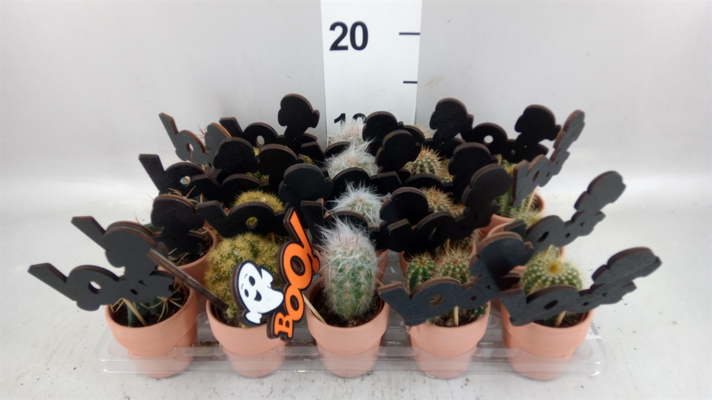 Cactus Mix 5Ø 10cm