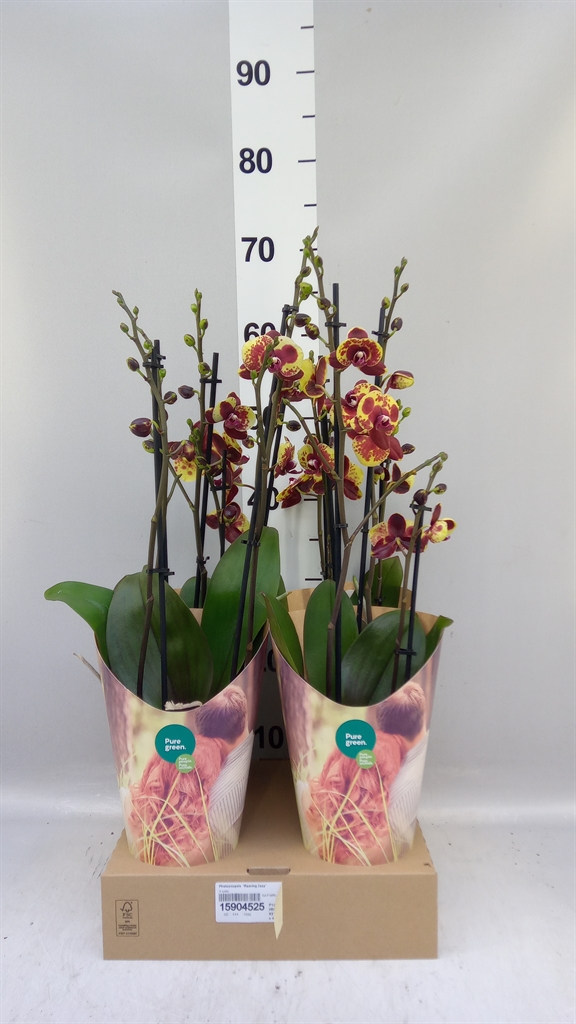 Phal Flaming Jazz 12Ø 55cm