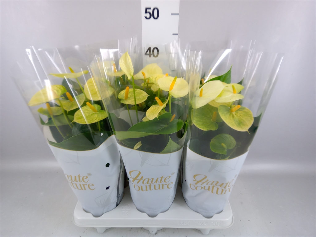 Anthurium Vanilla 12Ø 40cm