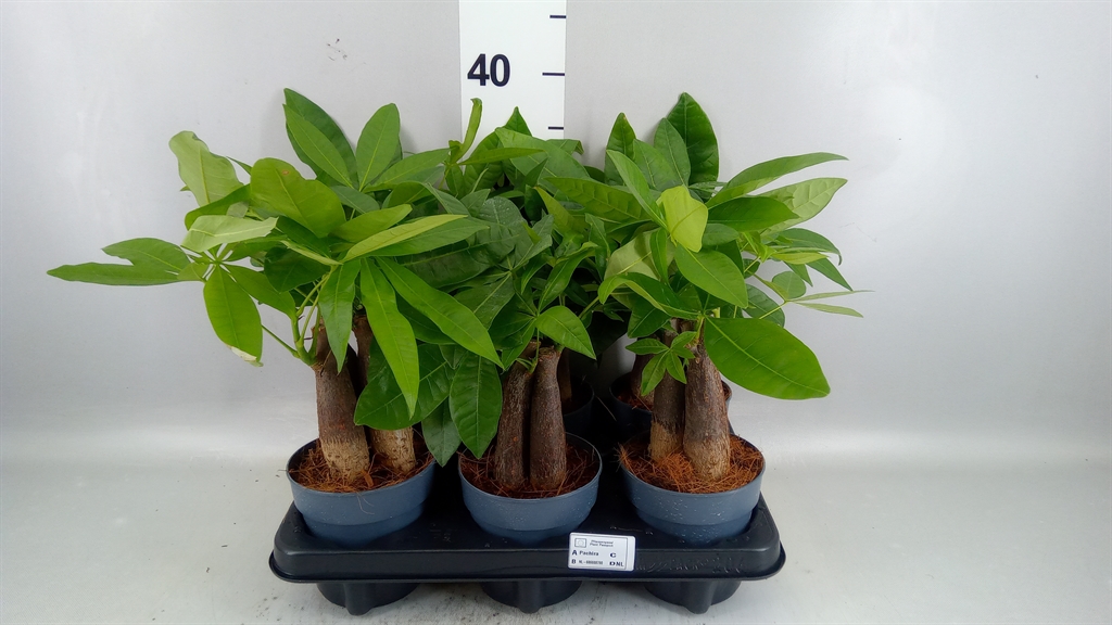Pachira Aquatica 12Ø 35cm