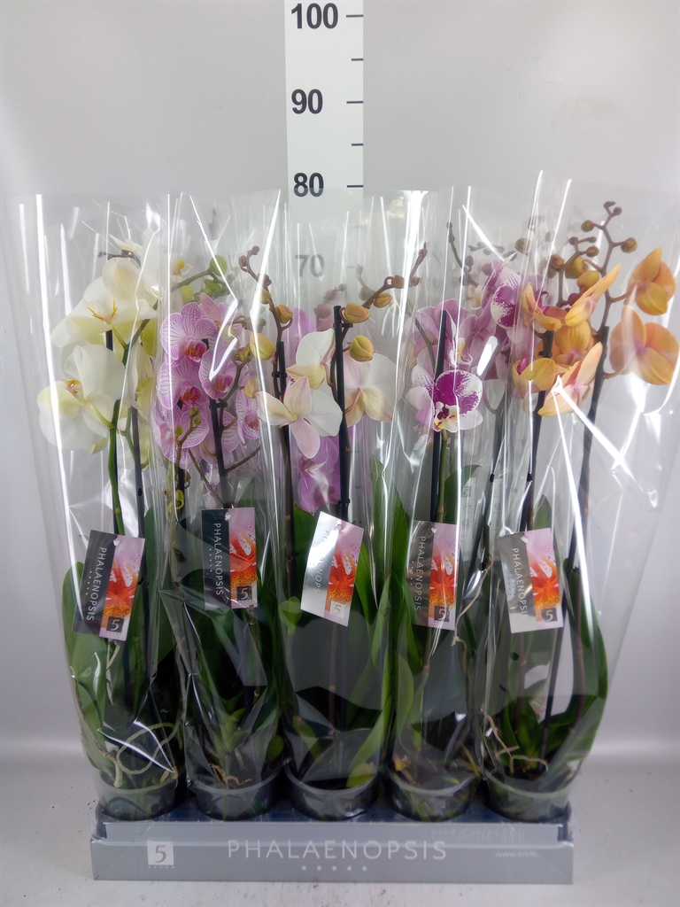 Phalaenopsis Mix 7 Colours 12Ø 60cm 2st