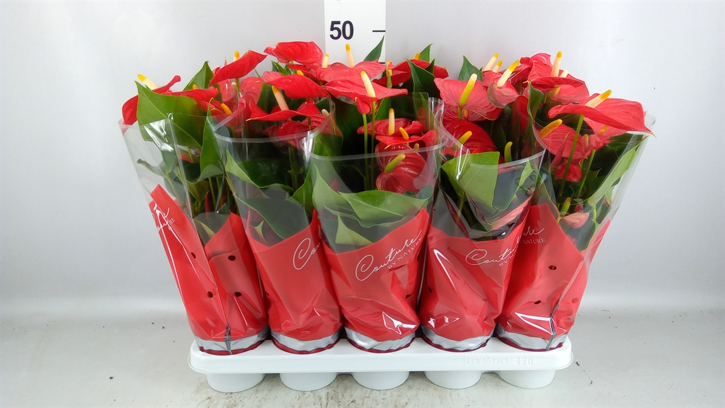 Anthurium Esudo 12Ø 40cm