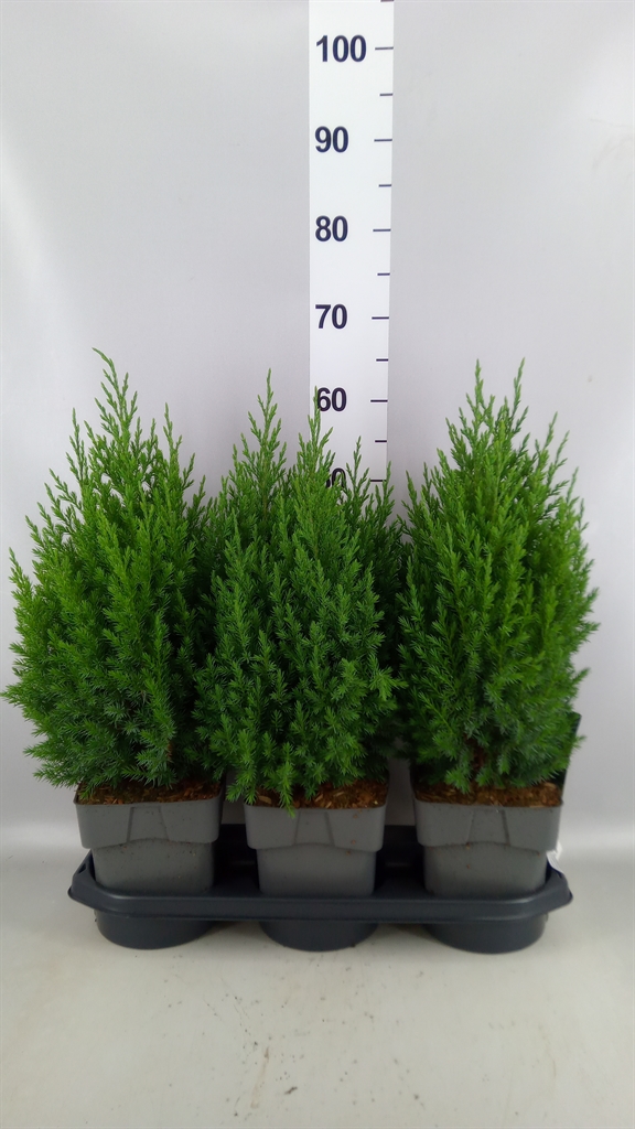 Juniperus Stricta 19Ø 70cm