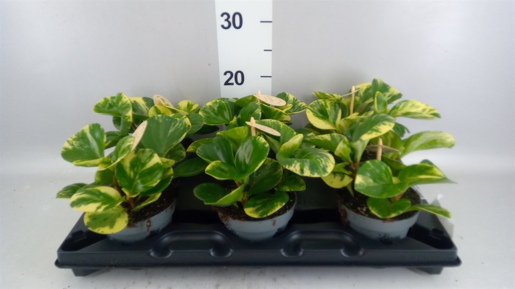 Peperomia Obtusifolia Obtipan Bicolor 12Ø 30cm