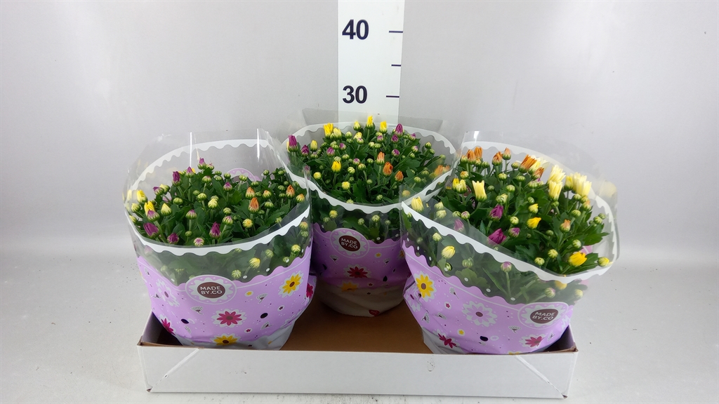 Chrysanth Mix 23Ø 27cm