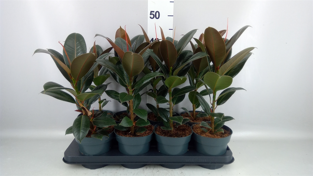 Ficus Melany 14Ø 40cm