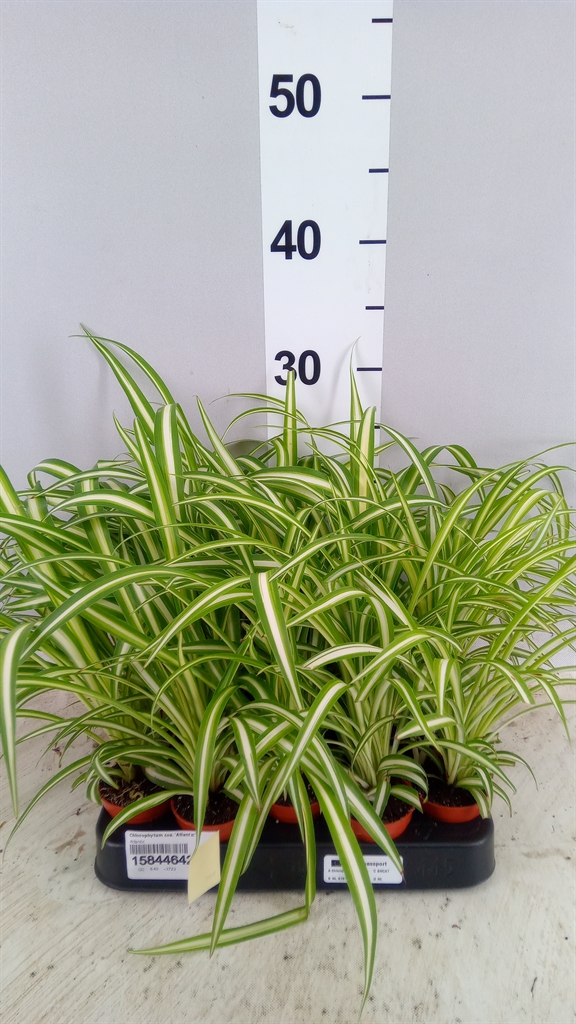 Chlorophytum Atlantic 5Ø 15cm