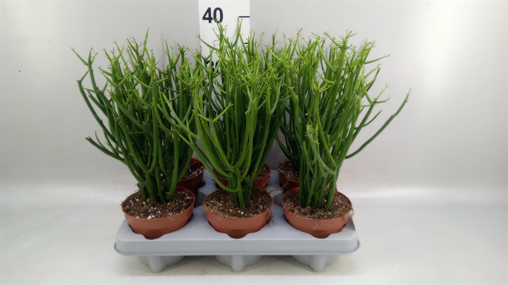 Euphorbia Tirucalli 12Ø 40cm