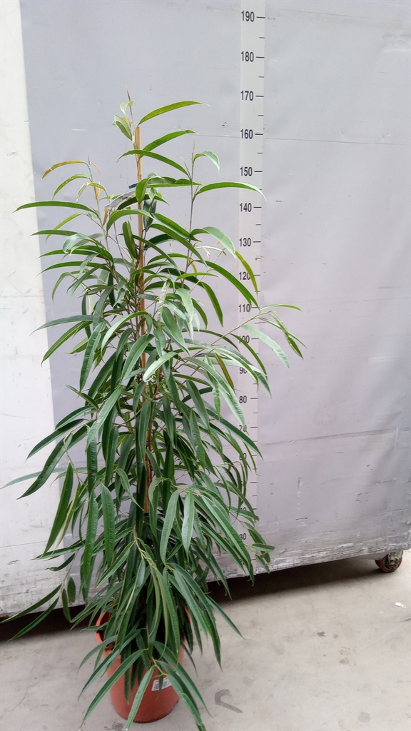 Ficus Alii 27Ø 150cm