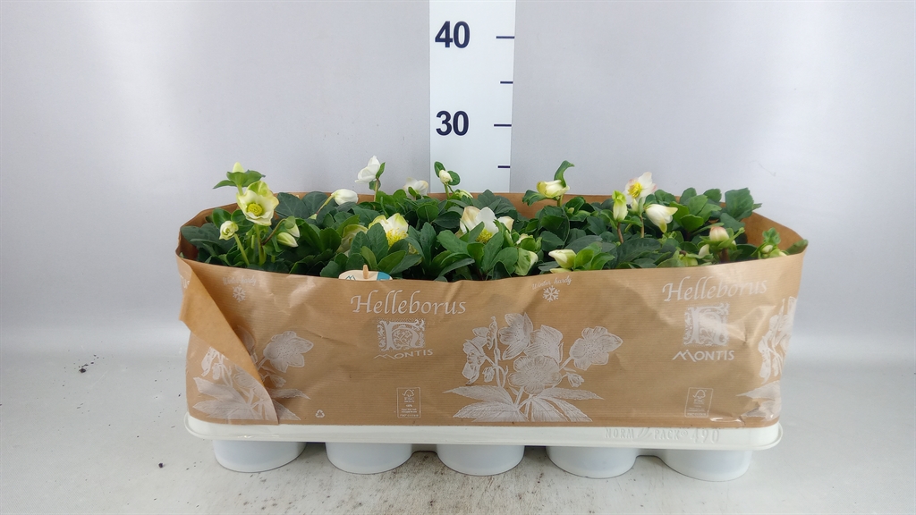 Helleborus Christmas Carol 12Ø 24cm