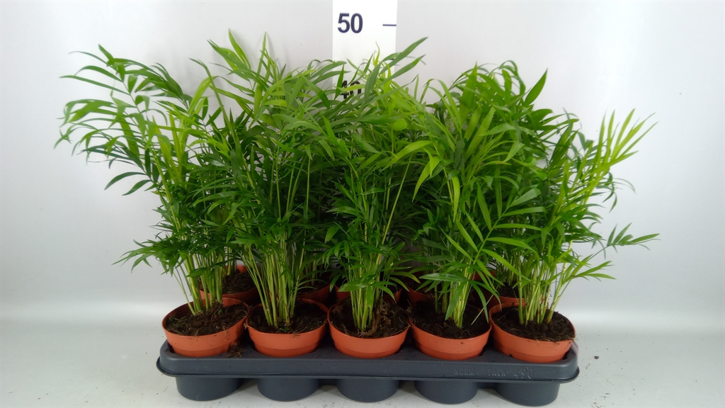 Chamaedorea Elegans 12Ø 42cm