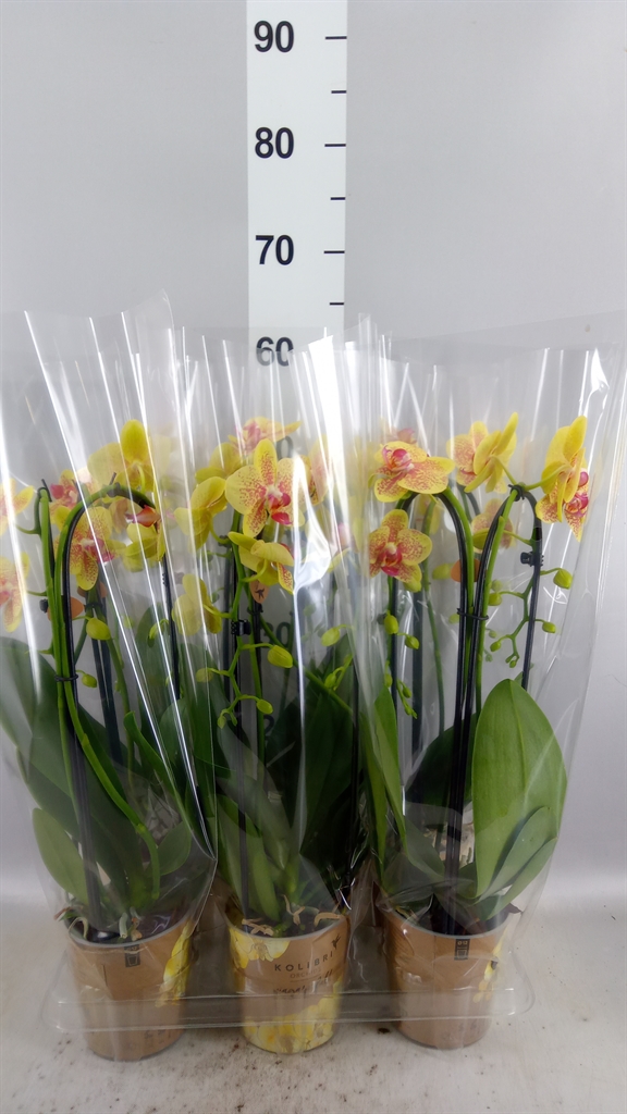 Phalaenopsis Cascade 12Ø 45cm 2st