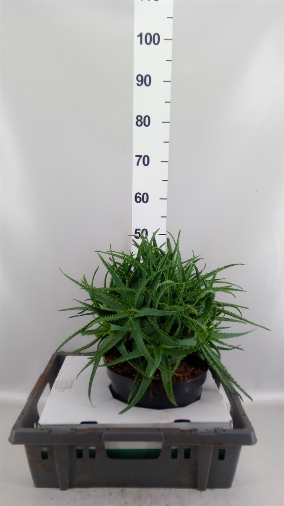 Aloe Arborescens 23Ø 50cm