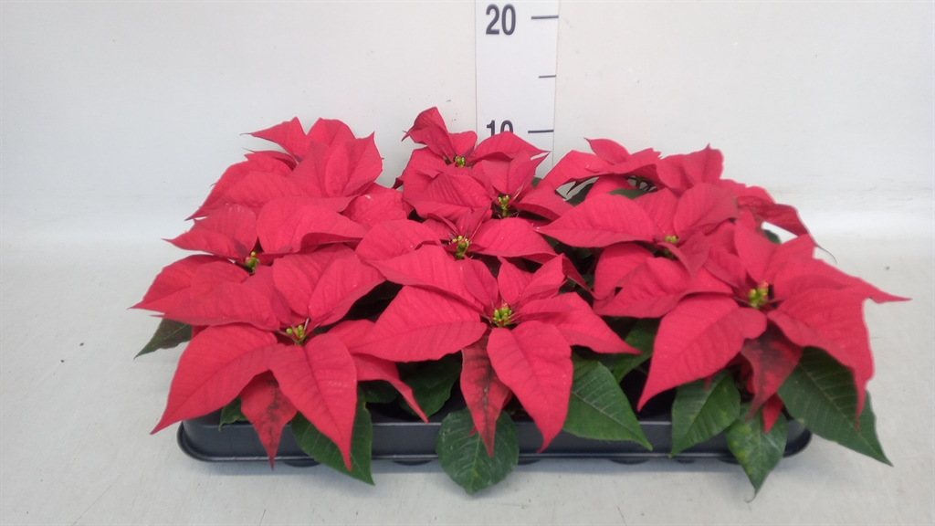 Euphor P Overig 6Ø 13cm