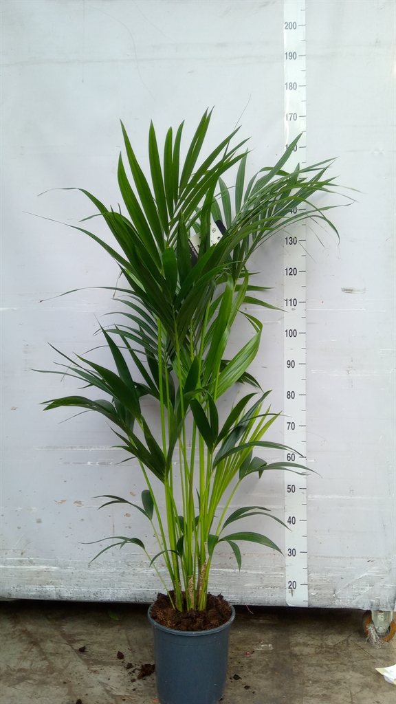 Howea Forsteriana 24Ø 140cm