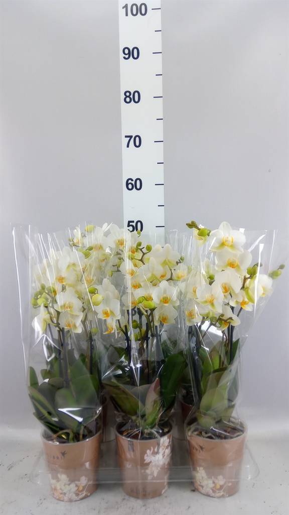 Phalaenopsis Multiflora Lausanne 12Ø 40cm 4st