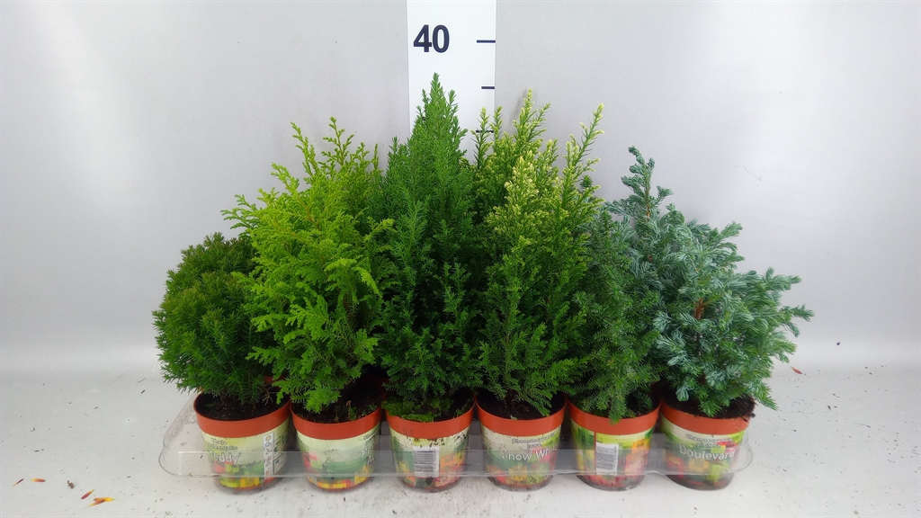 Conifers Mix 9Ø 30cm