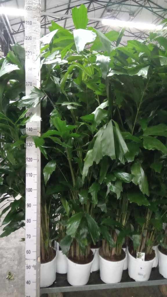 Caryota 24Ø 170cm