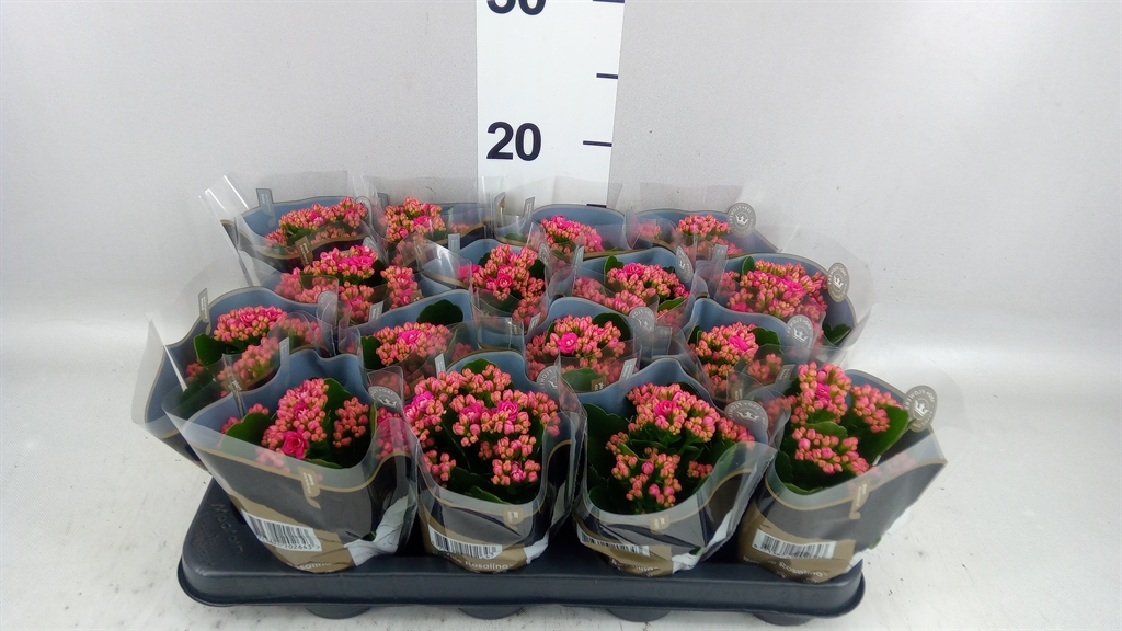 Kalanchoe Double Rosalina Don Victorio 7Ø 15cm