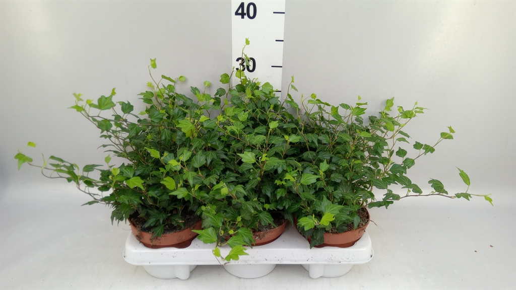 Hedera Helix Jessica 13Ø 15cm