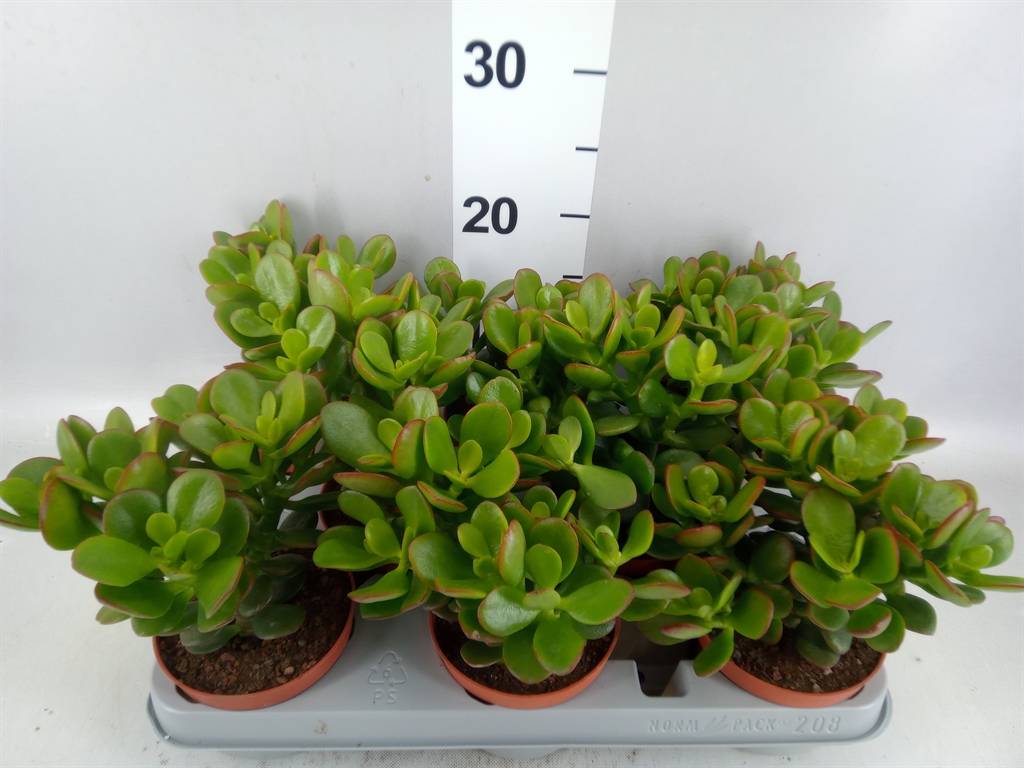 Crassula Minor 10Ø 20cm