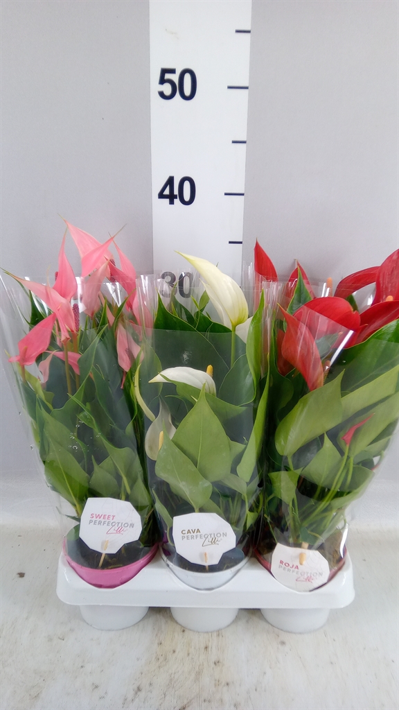 Anthurium Mix 9Ø 30cm