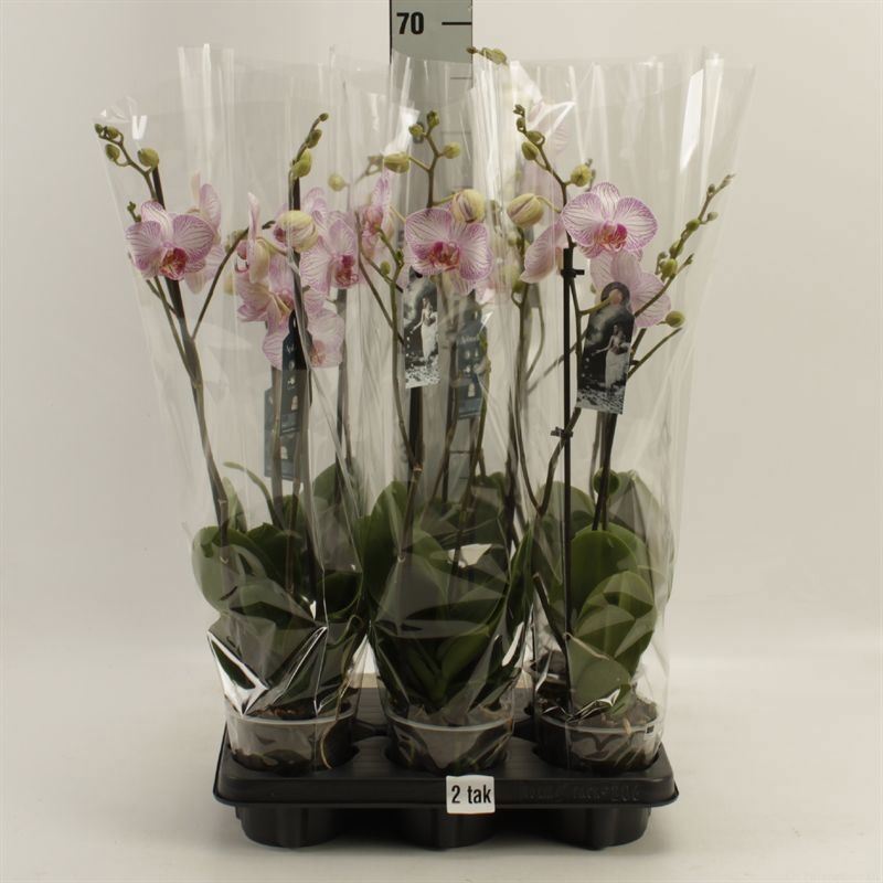Phalaenopsis Harmony 12Ø 55cm 2st