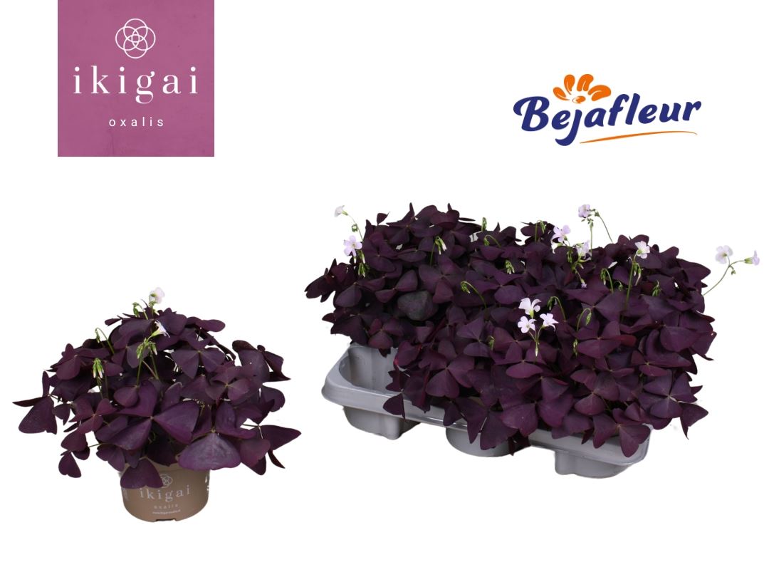 Oxalis Mijke 12Ø 20cm