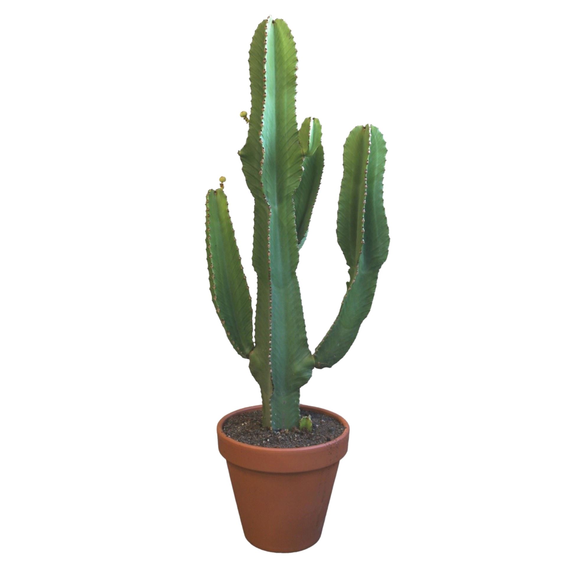 Euphor Su Ingens 31Ø 110cm