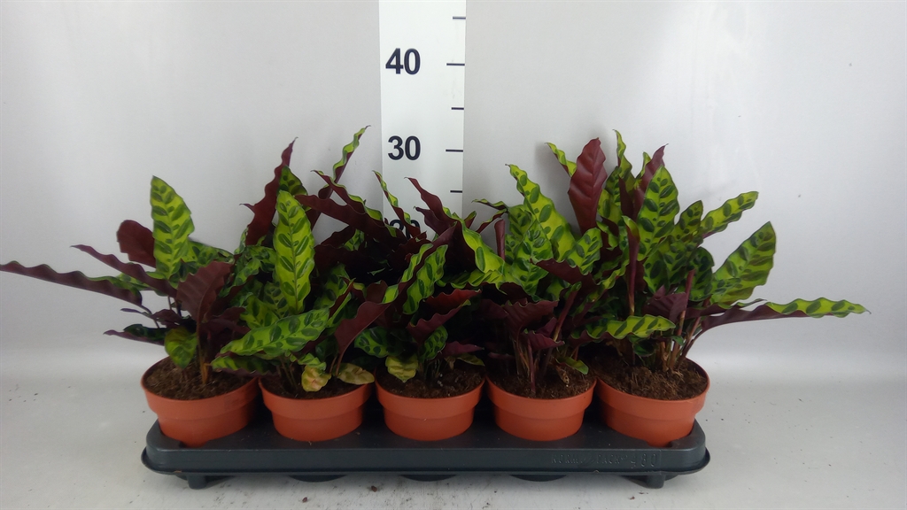 Calathea Lancifolia 12Ø 25cm