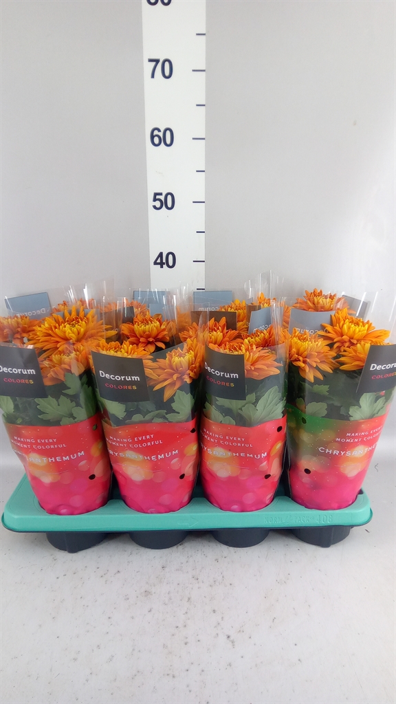 Chrysanth Durango 13Ø 35cm