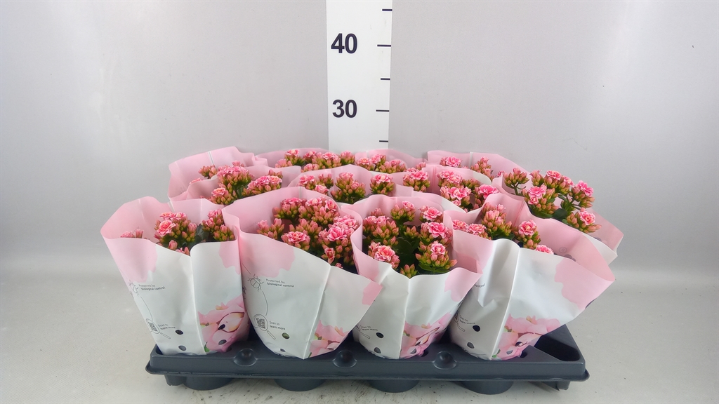Kalanchoe Double More Flowers Augusta 10Ø 25cm